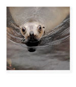 Stewart Island