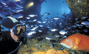 Diving