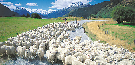 Sheep at Glenorchy - Destination Queenstown