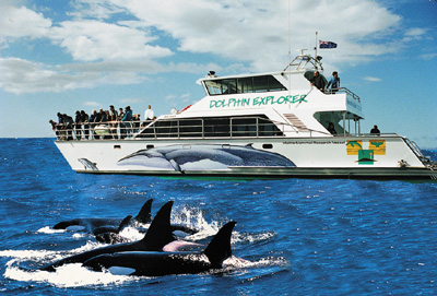 Dolphin Explorer Ltd