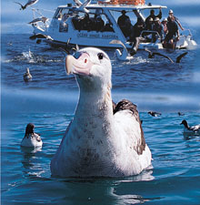 Albatross Encounter