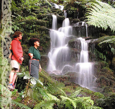 Whirinaki Rainforest Guided Walks and Treks