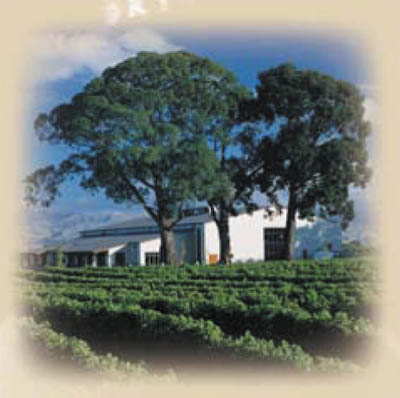 Drylands Estate Winery