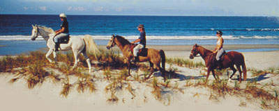 Pakiri Beach Horse Rides