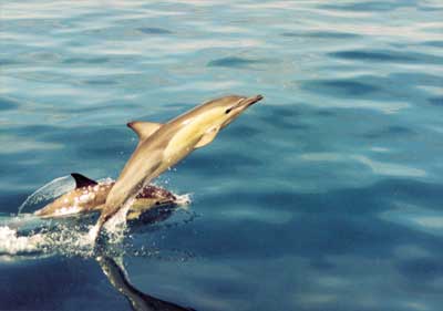 Dolphins Down Under Ltd