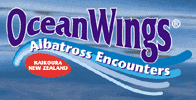 Albatross Encounter ~ Wildlife Watching Activities in Kaikoura