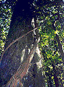 Chetwood Forest - Lord of the Rings