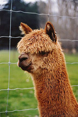 Valley Of Peace Alpaca Stud