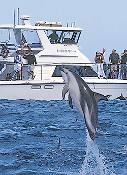 Encounter Kaikoura