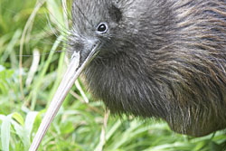Willowbank Wildlife Reserve