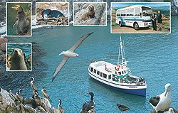 Monarch Wildlife Cruises and Tours