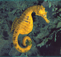 NZ Marine Studies Centre and Aquarium