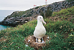 Royal Albatross Centre