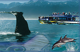 Whale Watch Kaikoura