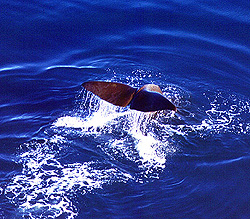 Wings Over Whales