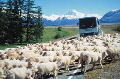 InterCity Group (NZ) Limited