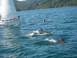 Charterlink Marlborough