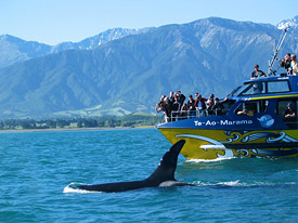 Whale Watch Kaikoura
