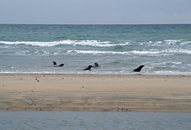 Farewell Spit Nature Experience