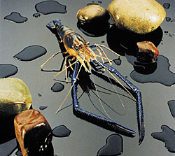 The Prawn Farm