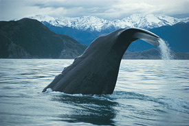 Whale Watch Kaikoura