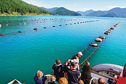 Greenshell Mussel Cruise