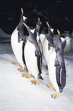 Kelly Tarlton's Antarctic Encounter and Underwater World