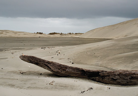 Farewell Spit Nature Experience