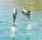 Black Cat Group Cruises