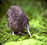Kiwi Encounter