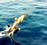 Dolphins Down Under Ltd