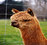 Valley Of Peace Alpaca Stud