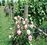 Marlborough Wine Tours