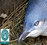 Oamaru Blue Penguin Colony