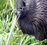 Willowbank Wildlife Reserve