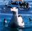 Albatross Encounter