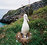 Royal Albatross Centre