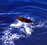 Wings Over Whales