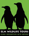 Elm Wildlife Tours ~ Tours Activities in Dunedin & Coastal Otago