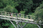 Forest Walk - Image supplied by Humpridge Track, Tuatapere NZ