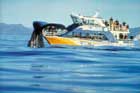 Whale Watching.  Sperm Whale diving with tail flukes in front of Whale Watch boat - Image supplied by Christchurch & Canterbury Marketing