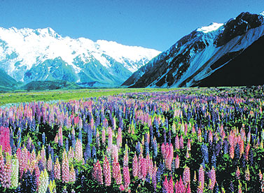 Christchurch & Canterbury