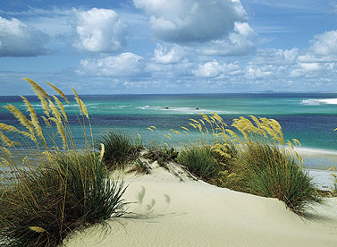 The Coromandel