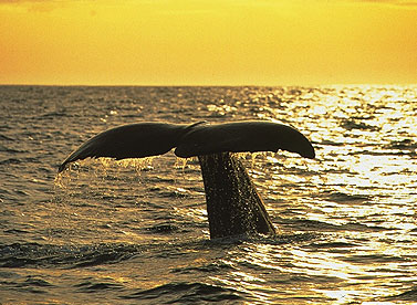 Kaikoura
