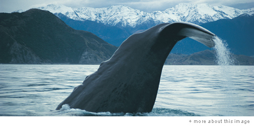 alpinepacific_small