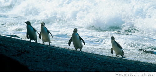 Fiordland Crested Penguins. Image: Tourism New Zealand, photo by Gilbert van Reenen